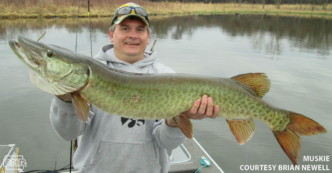 Master Angler muskie caught at Brushy Creek by Brian Newell | Iowa DNR